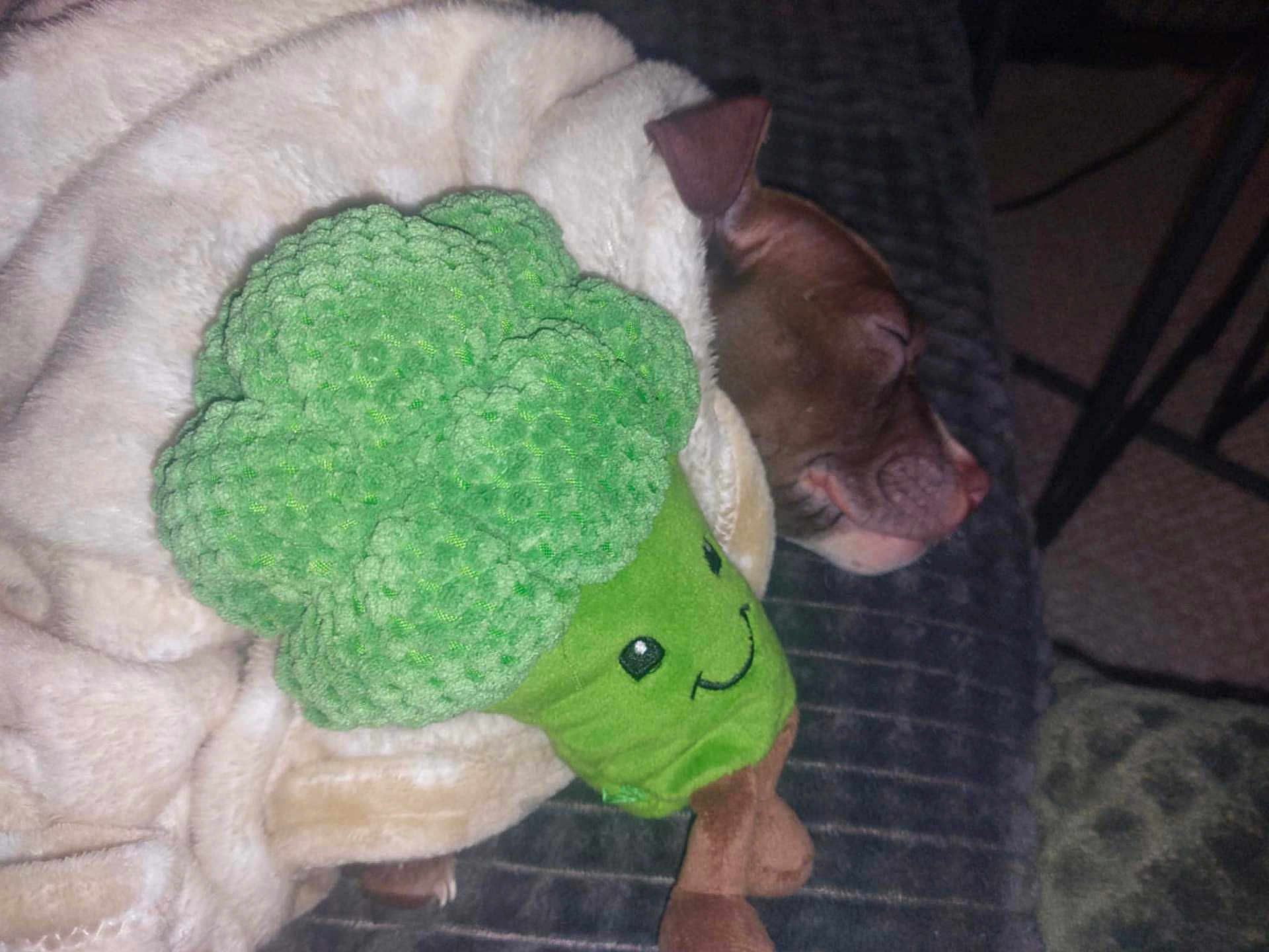 Arrow a rejoint le concours — aidez-le/la à gagner de superbes lots ! dog, sleeping, blanket, plush_toy, broccoli_toy, cozy, indoor, resting, pet, cute, brown_dog, soft_texture, fabric, closeup, relaxing, animal, fur, snout, ear, cushion