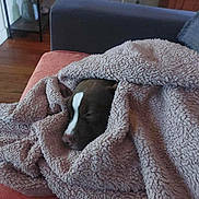Tango a rejoint le concours — aidez-le/la à gagner de superbes lots ! blanket, brown_dog, comfort, couch, cozy, dog, fur, furniture, hidden, home, indoor, living_room, nap, pet, relaxation, resting, sleeping, soft_texture, warm, white_marking