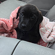 Marley is registered to the contest to win money with this photo: puppy, dog, black_dog, blanket, pink_blanket, car_seat, interior, cute, pet, animal, young_dog, cozy, looking_up, fur, indoors, soft_texture, seat, car, adorable, comfort