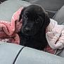 puppy, dog, black_dog, blanket, pink_blanket, car_seat, interior, cute, pet, animal, young_dog, cozy, looking_up, fur, indoors, soft_texture, seat, car, adorable, comfort
