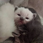 Luna is registered to the contest to win money with this photo: kitten, cat, fluffy, sleepy, snuggling, fur, closeup, cute, animal, pet, baby, soft, resting, cozy, domestic_animal, whiskers, tiny, young, mammal, feline