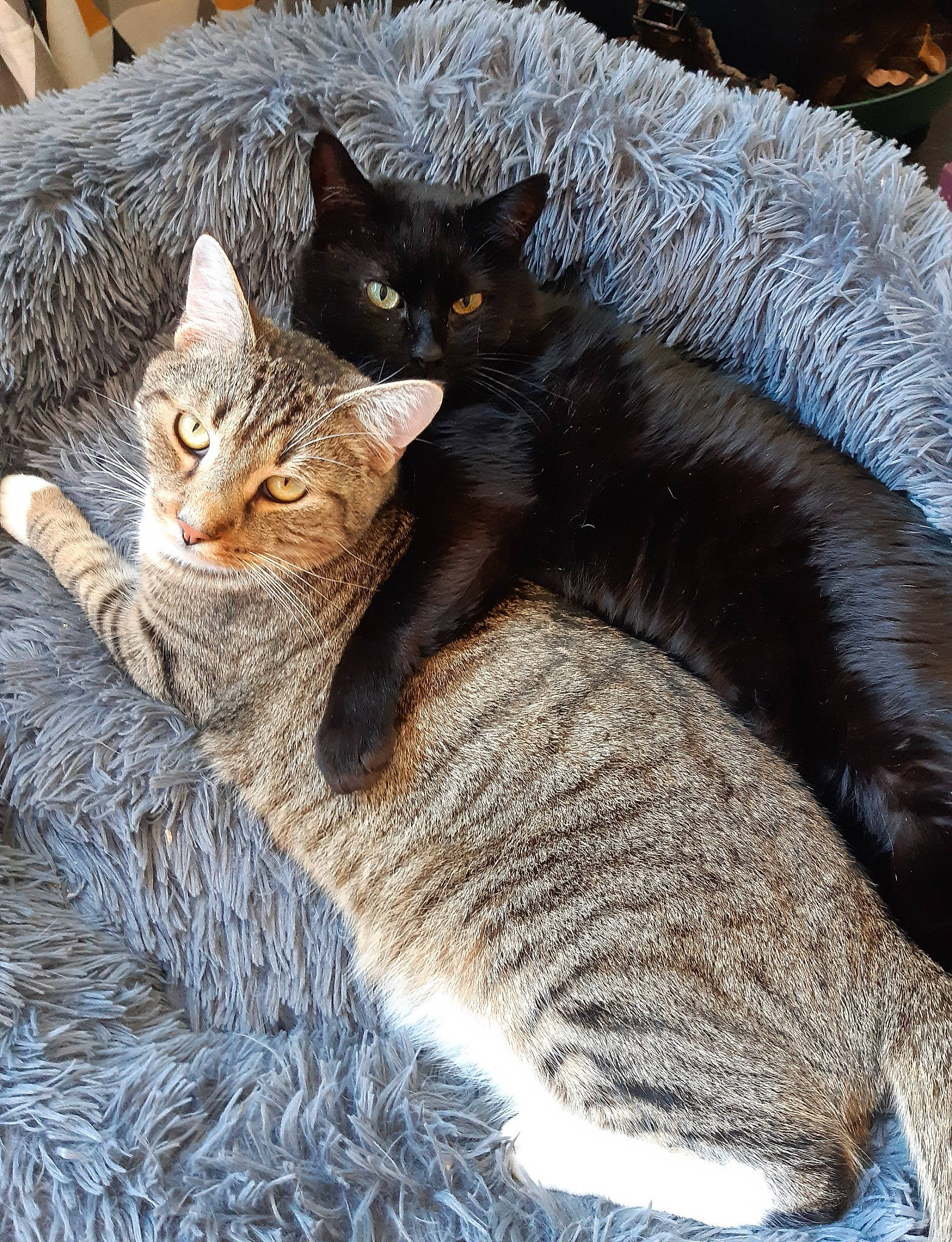 Pompon Et Scampi participe au concours pour gagner de l'argent avec cette photo : carnivore, cat, cat_furniture, claw, comfort, domestic_short_haired_cat, fawn, felidae, fur, mammal, paw, sitting, small_to_medium_sized_cats, snout, tail, terrestrial_animal, tree, vertebrate, whiskers, wildlife