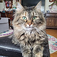 Izzy is registered to the contest to win money with this photo: cat, cat_face, green_eyes, fluffy, longhair, domestic_cat, pet, indoor, living_room, ottoman, wooden_floor, television, picture_frames, cabinet, plant, whiskers, paws, portrait, cozy, furniture
