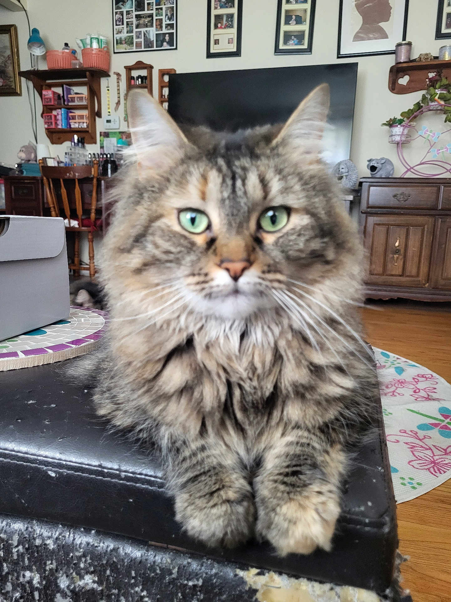 Izzy is registered to the contest to win money with this photo: cat, cat_face, green_eyes, fluffy, longhair, domestic_cat, pet, indoor, living_room, ottoman, wooden_floor, television, picture_frames, cabinet, plant, whiskers, paws, portrait, cozy, furniture