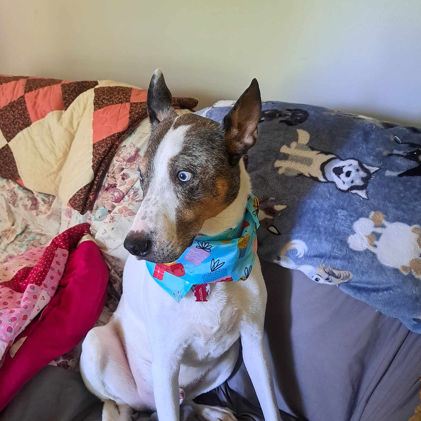 Tolkien joined the competition — help win amazing prizes! animal, bandana, blanket, blue_eyes, brown_spots, companion, couch, cozy, curious, cute, dog, domestic, ears_up, home, indoor, pet, portrait, relaxed, sitting, white_fur