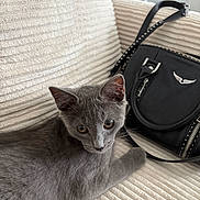 Mimi a rejoint le concours — aidez-le/la à gagner de superbes lots ! accessory, black_bag, cat, couch, cozy, curious, ear, fabric, feline, fur, gray_cat, handbag, home, indoor, pet, relaxed, strap, texture, whiskers, zipper