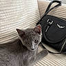 accessory, black_bag, cat, couch, cozy, curious, ear, fabric, feline, fur, gray_cat, handbag, home, indoor, pet, relaxed, strap, texture, whiskers, zipper