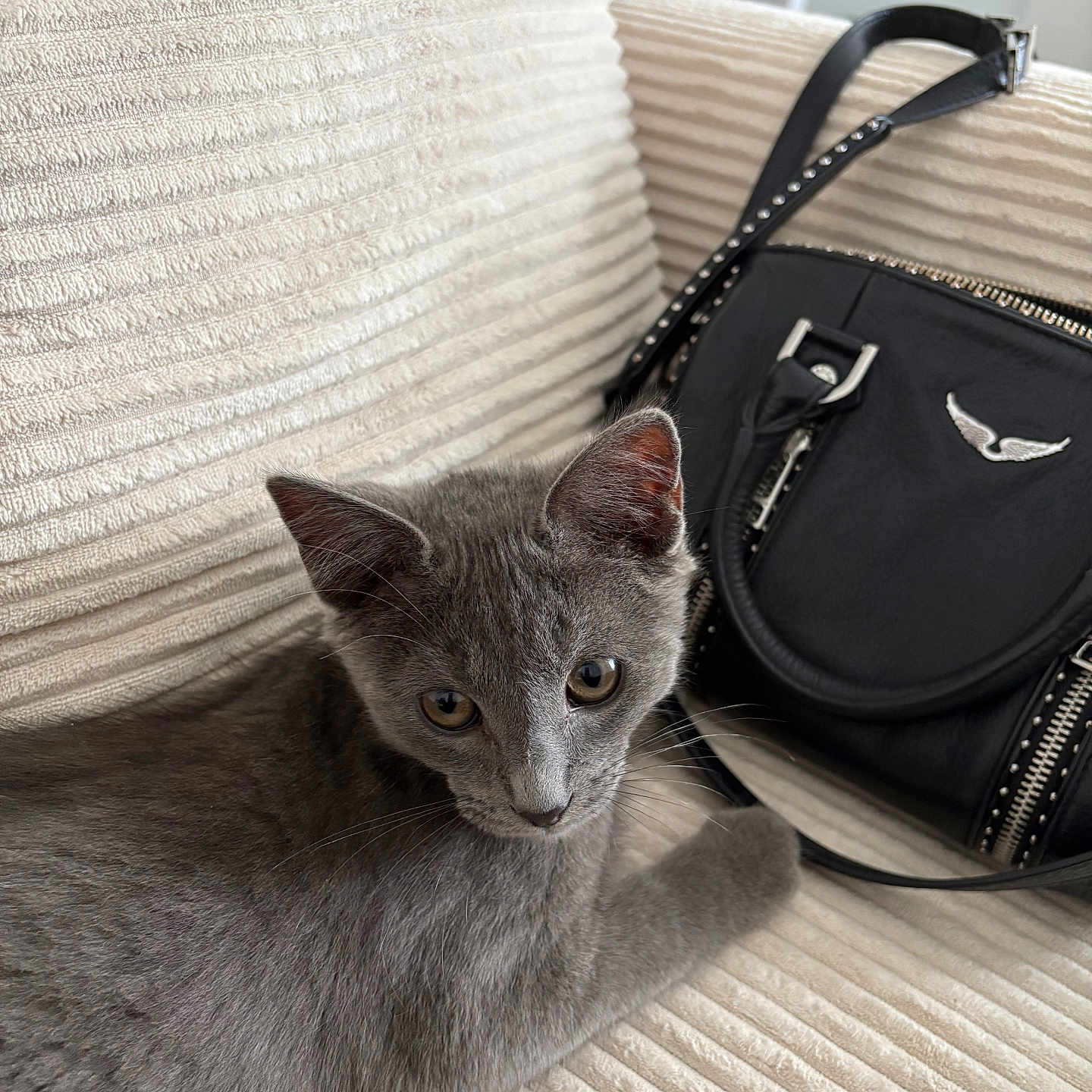 Mimi