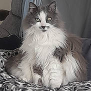 Grizou participe au concours pour gagner de l'argent avec cette photo : cat, fluffy, long_hair, sitting, indoor, blanket, leopard_print, furniture, cozy, pet, whiskers, ears, eyes, tail, fur, relaxed, home, comfort, domestic_animal, animal