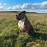 dog, grass, field, sky, clouds, outdoor, nature, canine, pet, sunlight, blue_sky, fluffy_clouds, animal, sitting, portrait, daytime, brown_dog, white_chest, landscape, peaceful