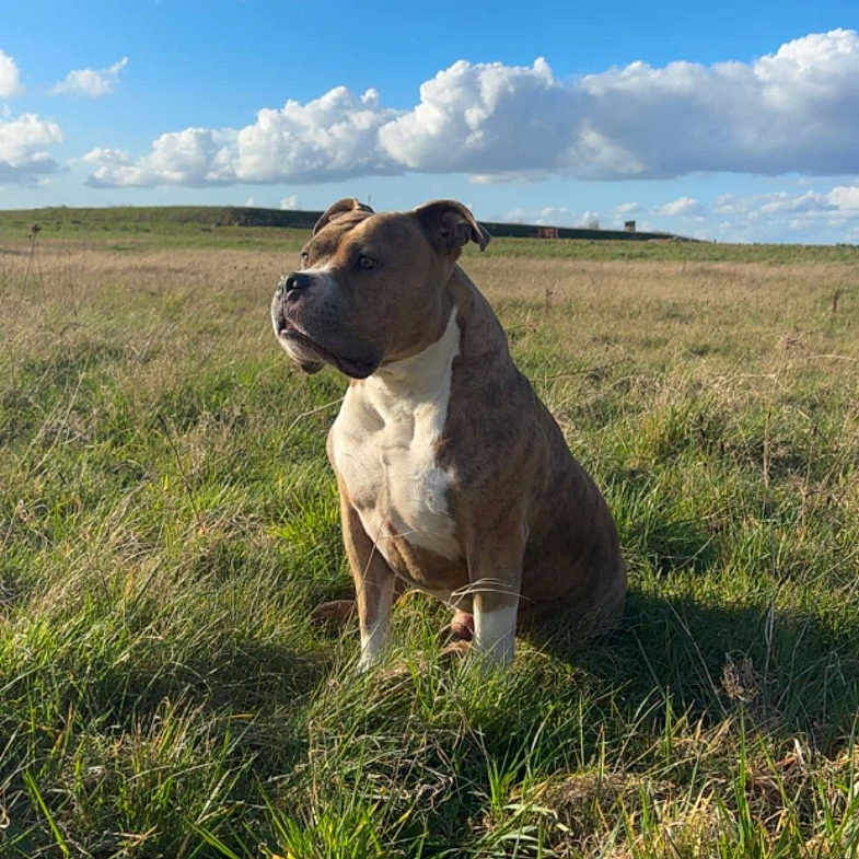 Paco a rejoint le concours — aidez-le/la à gagner de superbes lots ! dog, grass, field, sky, clouds, outdoor, nature, canine, pet, sunlight, blue_sky, fluffy_clouds, animal, sitting, portrait, daytime, brown_dog, white_chest, landscape, peaceful