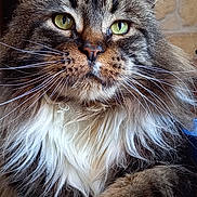 Akunamatata participe au concours pour gagner de l'argent avec cette photo : cat, fluffy, green_eyes, paw, whiskers, close_up, portrait, feline, tabby, indoor, resting, fur, animal, pet, cute, muzzle, long_hair, relaxed, face, table