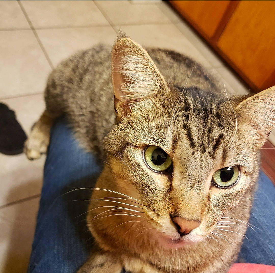 Goku joined the competition — help win amazing prizes! carnivore, cat, domestic_short_haired_cat, ear, felidae, fur, small_to_medium_sized_cats, terrestrial_animal, whiskers, wildlife