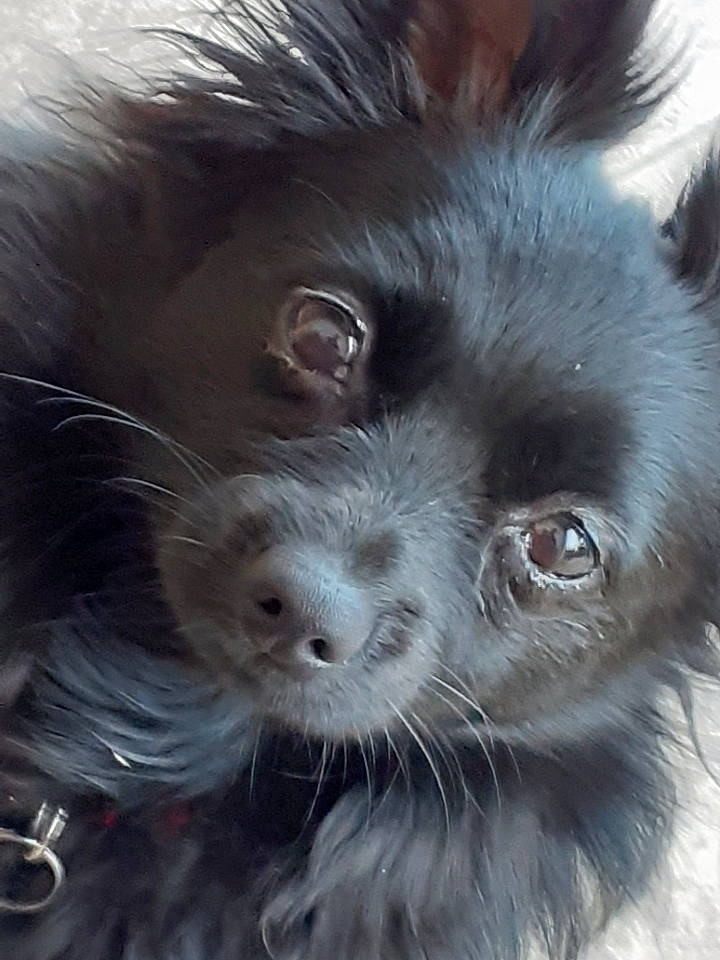 Lady participe au concours pour gagner de l'argent avec cette photo : canidae, carnivore, close_up, companion_dog, dog, dog_breed, dog_supply, ear, eye, fawn, fur, german_spitz, liver, snout, sporting_group, terrestrial_animal, toy_dog, whiskers, wildlife, working_animal