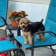 Max is registered to the contest to win money with this photo: dog, small_dog, blue_chair, outdoor, flower_pot, red_flowers, yellow_flowers, backyard, patio, pet, curious, furniture, lantern, concrete_floor, collar, animal, side_view, standing, black_and_tan, garden
