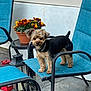 dog, small_dog, blue_chair, outdoor, flower_pot, red_flowers, yellow_flowers, backyard, patio, pet, curious, furniture, lantern, concrete_floor, collar, animal, side_view, standing, black_and_tan, garden