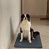 dog, indoor, tile_floor, mat, black_and_white, brown, pet, sitting, hallway, wall, door, fur, animal, canine, looking_at_camera, domestic, floor, quiet, calm, portrait