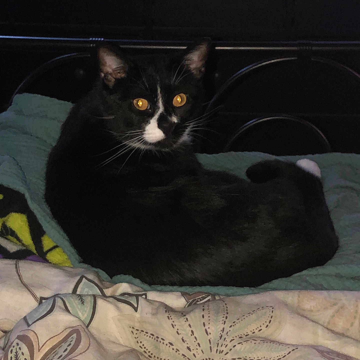 Raven joined the competition — help win amazing prizes! abyssinian, animal, bed, bedroom, blackcat, blanket, cat, chair, couch, cushion, drawer, furniture, homedecor, indoors, kitten, linen, manx, pet, quilt, room