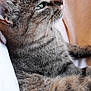 Nina participe au concours pour gagner de l'argent avec cette photo : asian, cat, cat_like_mammal, claw, close_up, domestic_short_haired_cat, dragon_li, european_shorthair, eye, facial_expression, fauna, fur, kitten, mammal, organ, small_to_medium_sized_cats, snout, tabby_cat, whiskers, wild_cat