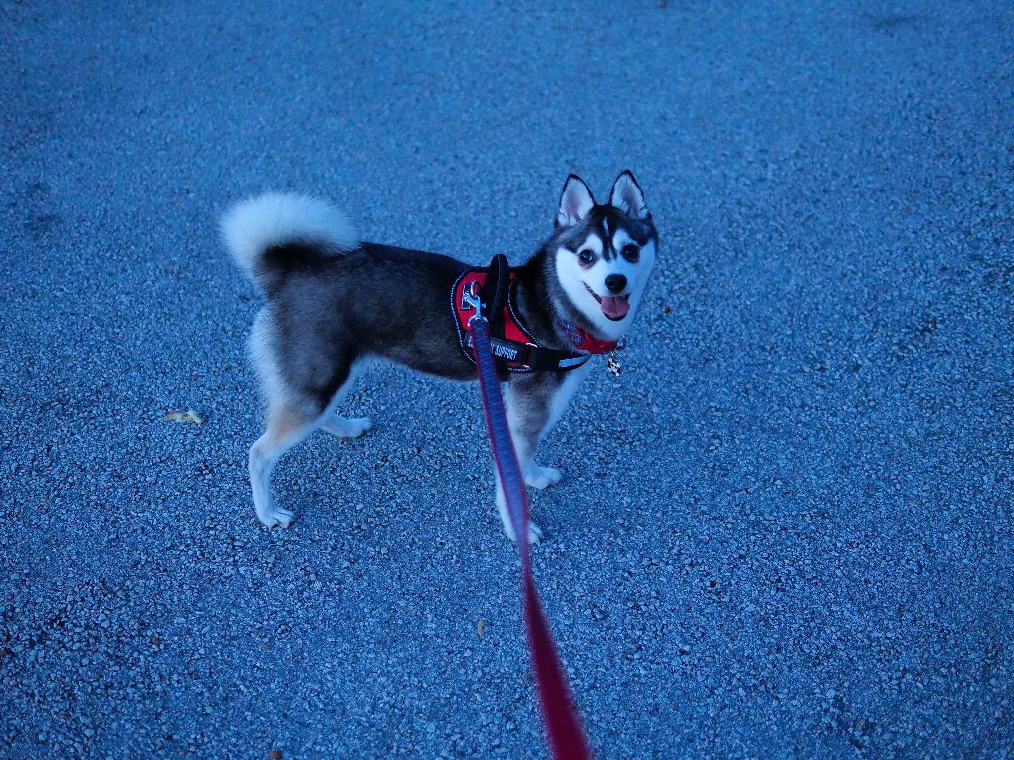 Amarok joined the competition — help win amazing prizes! alaskan_klee_kai, alaskan_malamute, canidae, carnivore, dog, dog_breed, east_siberian_laika, greenland_dog, jamthund, mammal, miniature_siberian_husky, northern_inuit_dog, rare_breed_dog, sakhalin_husky, siberian_husky, sled_dog, sporting_group, tail, vertebrate, working_dog