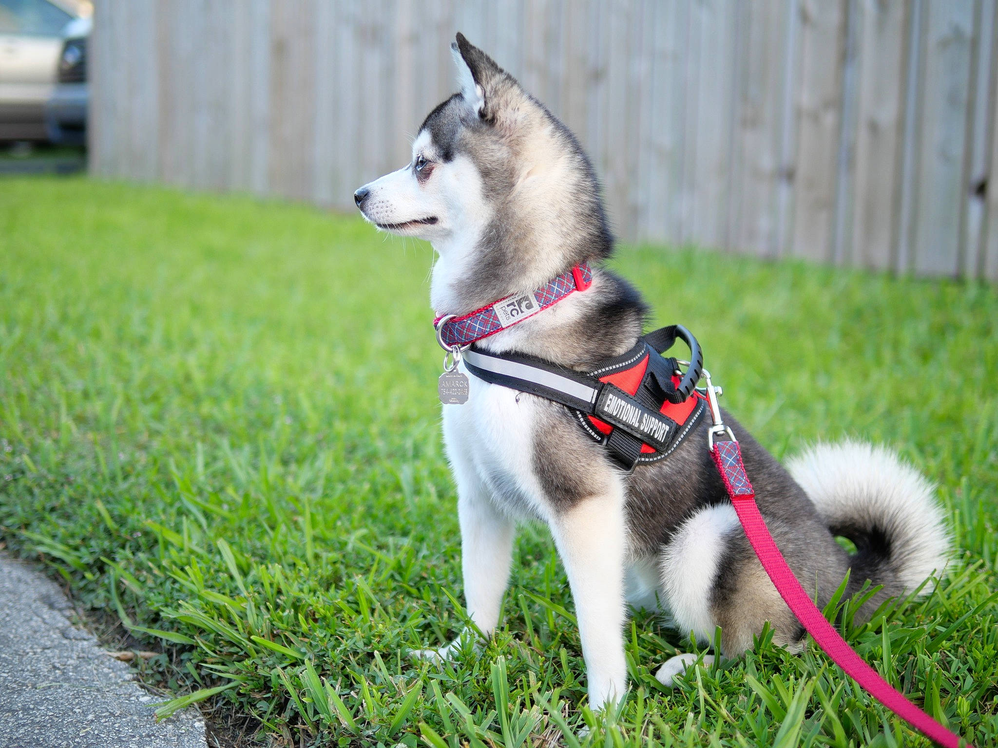Amarok joined the competition — help win amazing prizes! alaskan_klee_kai, alaskan_malamute, canadian_eskimo_dog, canidae, carnivore, dog, dog_breed, east_siberian_laika, greenland_dog, jamthund, mammal, miniature_siberian_husky, native_american_indian_dog, northern_inuit_dog, norwegian_elkhound, sakhalin_husky, siberian_husky, sled_dog, tamaskan_dog, vertebrate