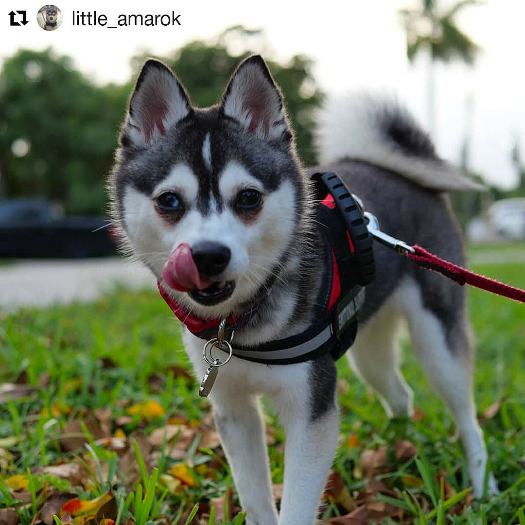 Amarok joined the competition — help win amazing prizes! alaskan_klee_kai, alaskan_malamute, canadian_eskimo_dog, canidae, carnivore, dog, dog_breed, east_siberian_laika, greenland_dog, mammal, miniature_siberian_husky, native_american_indian_dog, northern_inuit_dog, sakhalin_husky, seppala_siberian_sleddog, siberian_husky, sled_dog, tamaskan_dog, vertebrate, wolfdog