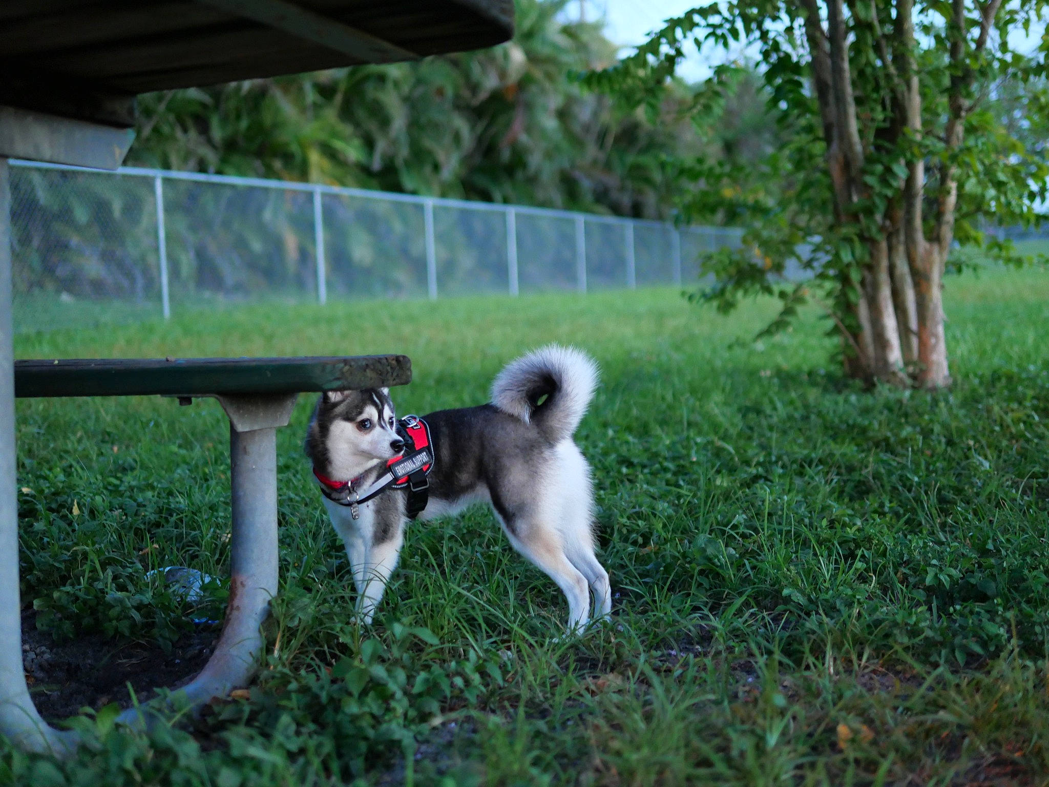 Amarok is registered to the contest to win money with this photo: akita, alaskan_klee_kai, alaskan_malamute, canidae, carnivore, companion_dog, dog, dog_breed, mammal, non_sporting_group, siberian_husky, spitz, sporting_group, vertebrate, working_dog