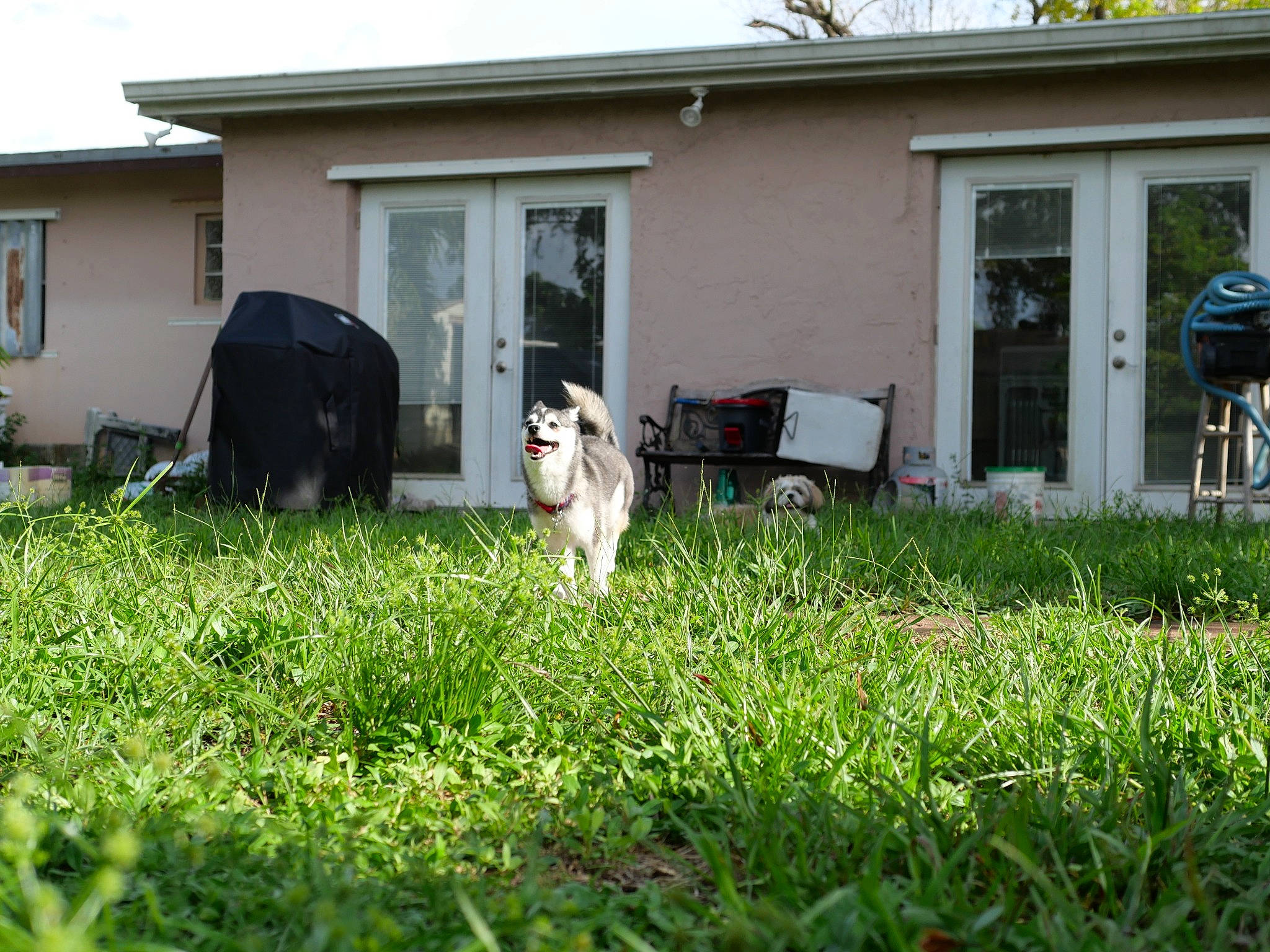 Amarok joined the competition — help win amazing prizes! alaskan_malamute, backyard, building, canidae, carnivore, cottage, dog, dog_breed, garden, grass, home, house, lawn, property, real_estate, siberian_husky, siding, sporting_group, yard