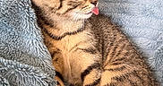 Flash a rejoint le concours — aidez-le/la à gagner de superbes lots ! kitten, cat, tabby, tongue_out, fluffy_blanket, light_blue, cute, pet, animal, feline, resting, young, cozy, soft_texture, indoor, small, striped, whiskers, ears, relaxed