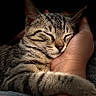 Flash participe au concours pour gagner de l'argent avec cette photo : cat, tabby, sleeping, paw, hand, closeup, fur, pet, cozy, resting, animal, domestic, companion, relaxed, comfort, soft, cute, adorable, warm, intimate