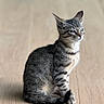 Flash a rejoint le concours — aidez-le/la à gagner de superbes lots ! cat, tabby, sitting, wooden_floor, pet, animal, feline, indoor, quiet, calm, fur, whiskers, ears, tail, side_view, domestic, mammal, young_cat, alert, small
