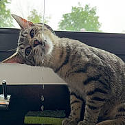 Flash a rejoint le concours — aidez-le/la à gagner de superbes lots ! cat, tabby_cat, water_stream, faucet, kitchen_sink, sponge, window, greenery, drinking, curious, pets, animal, indoor, closeup, whiskers, ears, paws, domestic_cat, household, playful