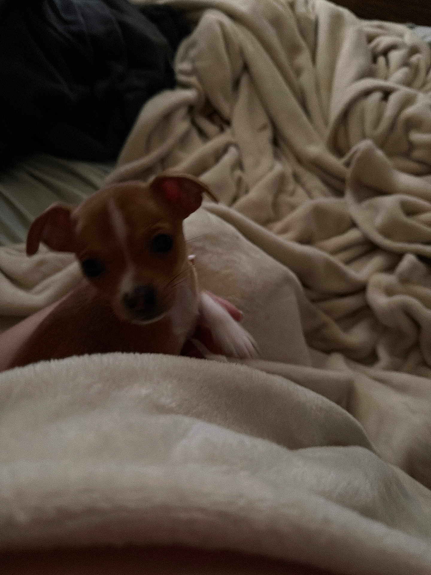 Buttercup joined the competition — help win amazing prizes! puppy, dog, blanket, bed, cozy, soft, indoors, brown, white, small, cute, fur, animal, pet, sleepy, comfort, warm, resting, hand, snuggle