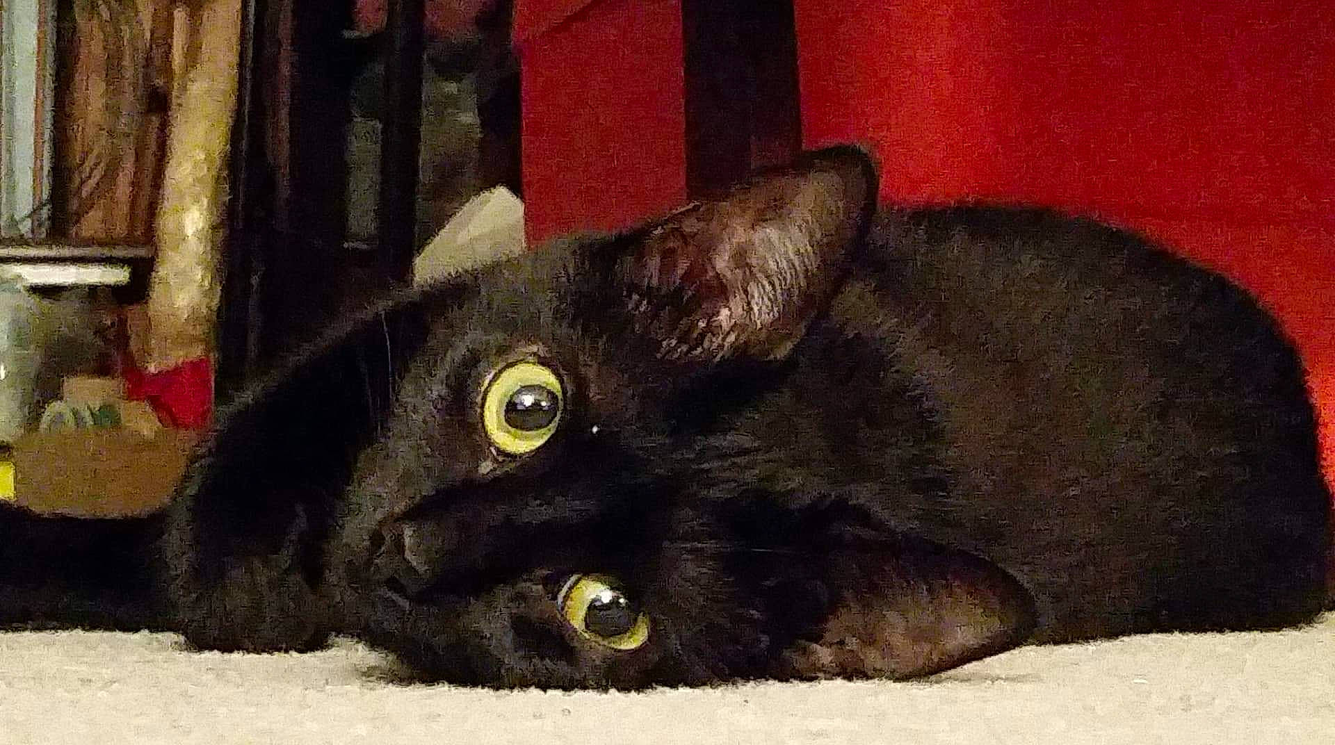 Padfoot is registered to the contest to win money with this photo: asian, black_cat, bombay, burmese, carnivore, cat, domestic_short_haired_cat, eye, felidae, german_rex, havana_brown, korat, mammal, small_to_medium_sized_cats, snout, vertebrate, whiskers