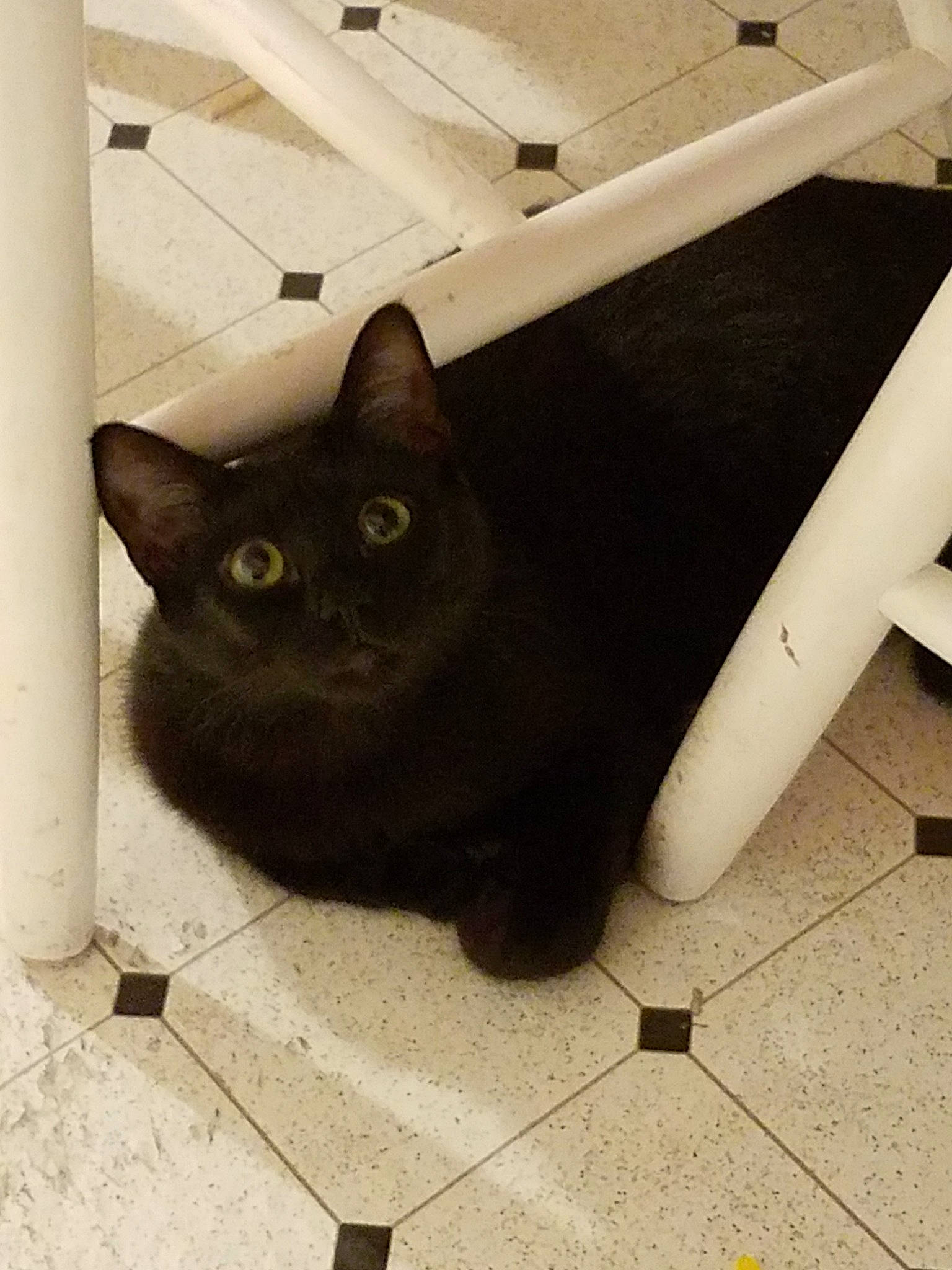 Padfoot joined the competition — help win amazing prizes! asian, black, black_cat, carnivore, cat, domestic_short_haired_cat, european_shorthair, eye, felidae, fur, kitten, polydactyl_cat, small_to_medium_sized_cats, whiskers