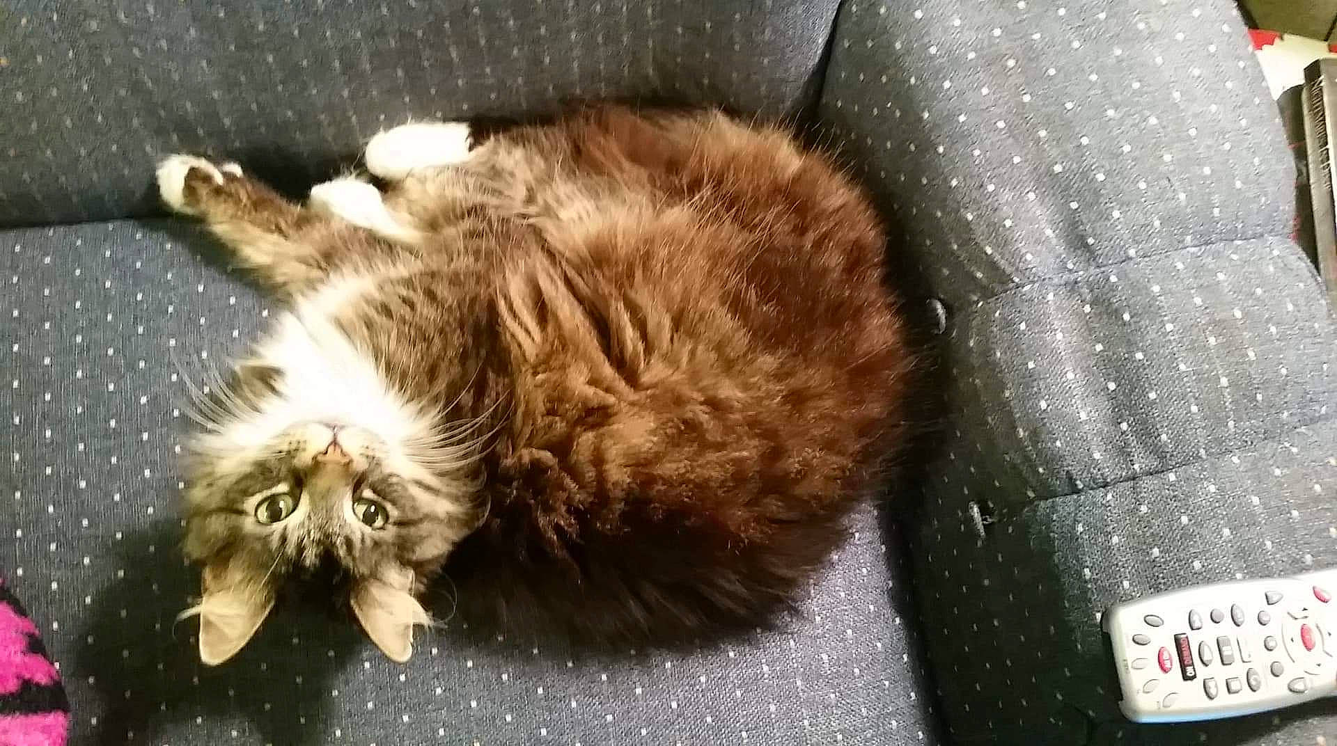 Sox joined the competition — help win amazing prizes! carnivore, cat, claw, domestic_long_haired_cat, european_shorthair, felidae, fur, kitten, maine_coon, mammal, norwegian_forest_cat, small_to_medium_sized_cats, whiskers