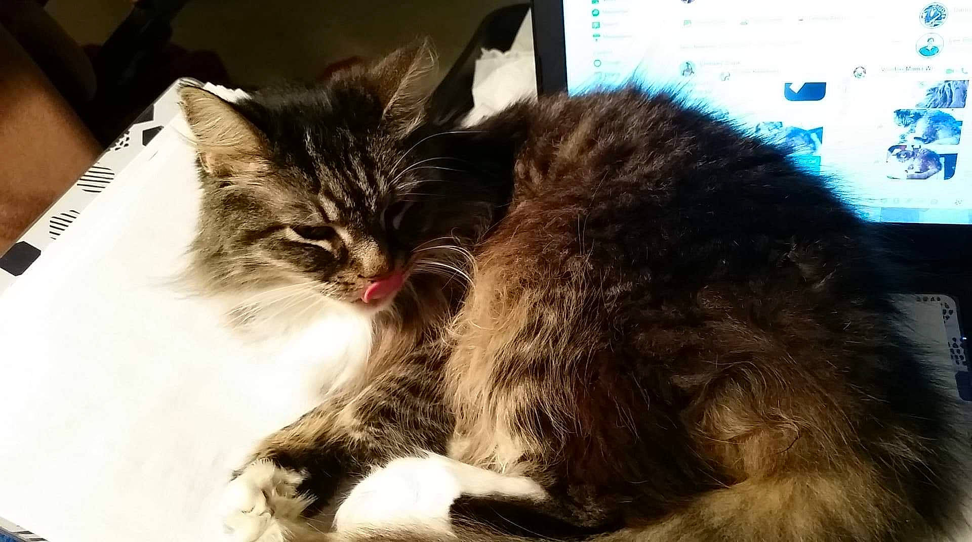 Sox is registered to the contest to win money with this photo: asian, carnivore, cat, cymric, domestic_long_haired_cat, domestic_short_haired_cat, felidae, fur, kitten, maine_coon, mammal, norwegian_forest_cat, ragamuffin, siberian, small_to_medium_sized_cats, snout, tail, whiskers