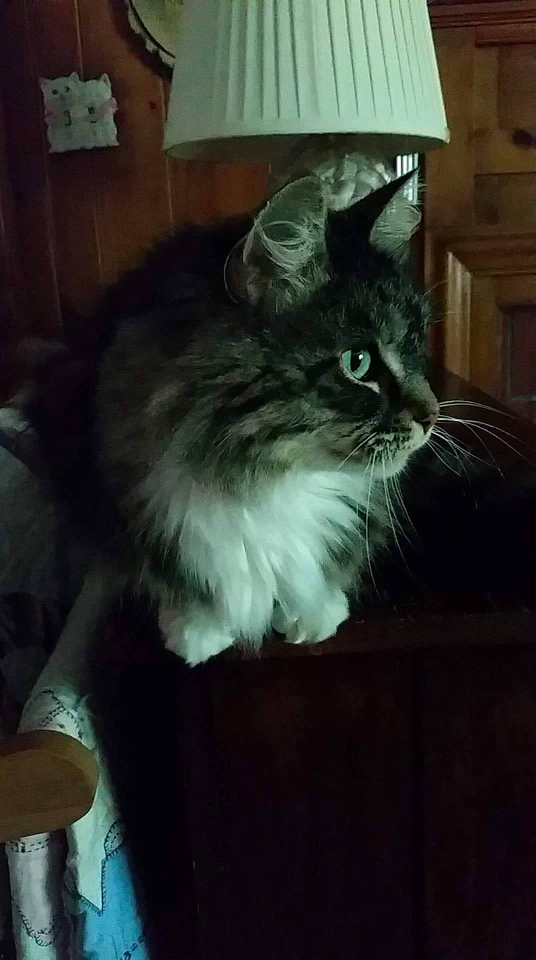 Sox is registered to the contest to win money with this photo: asian, asian_semi_longhair, british_semi_longhair, carnivore, cat, domestic_long_haired_cat, domestic_short_haired_cat, felidae, fur, maine_coon, mammal, nebelung, norwegian_forest_cat, ragamuffin, siberian, small_to_medium_sized_cats, whiskers