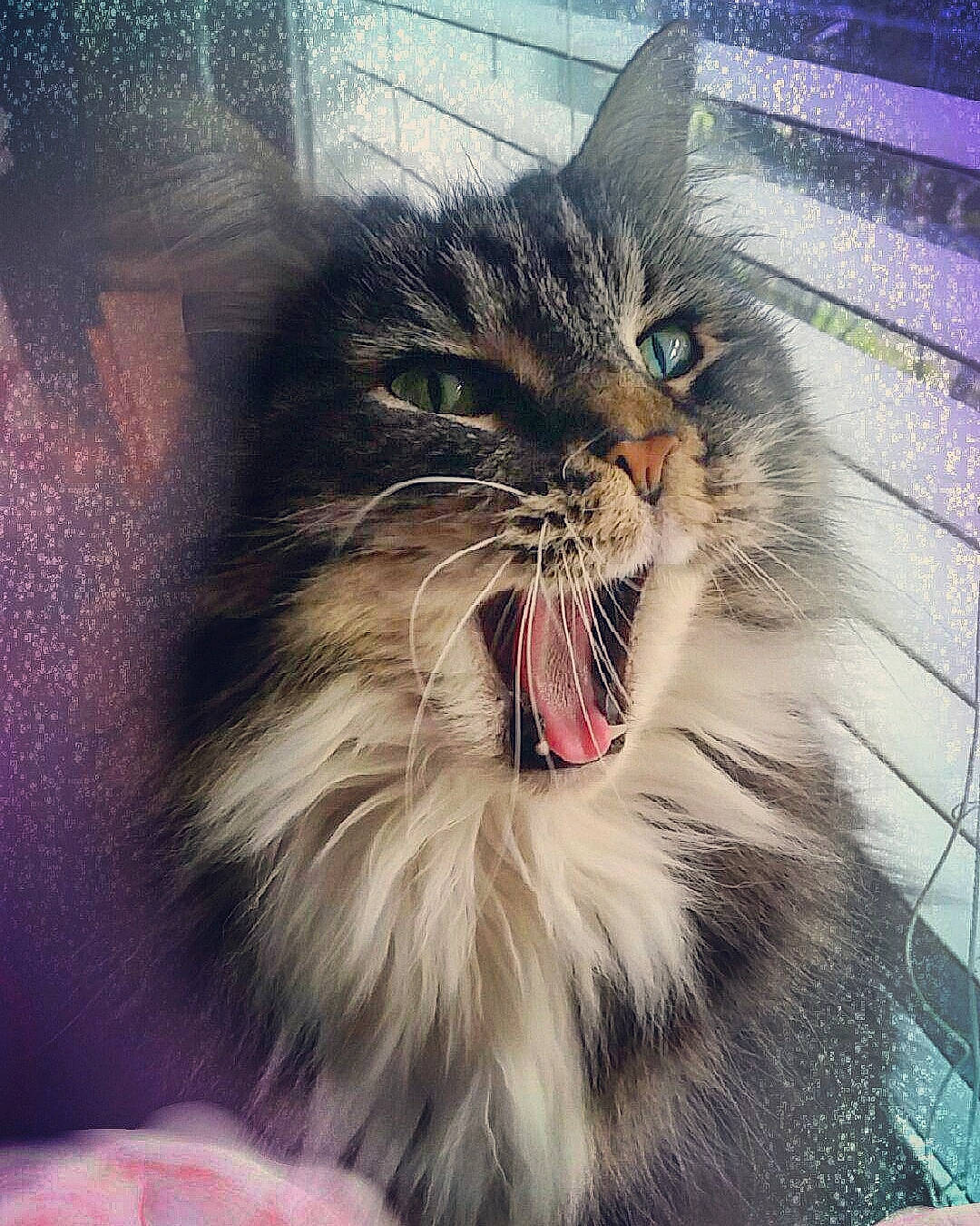 Sox joined the competition — help win amazing prizes! carnivore, cat, domestic_long_haired_cat, european_shorthair, eye, facial_expression, felidae, fur, maine_coon, mammal, mouth, norwegian_forest_cat, roar, siberian, small_to_medium_sized_cats, smile, snapshot, snout, whiskers, yawn