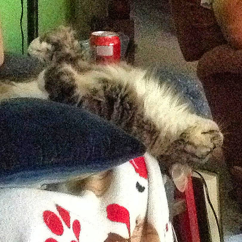 Sox joined the competition — help win amazing prizes! carnivore, cat, child, ear, felidae, fur, kitten, nap, play, shoe, sleep, small_to_medium_sized_cats, tabby_cat, tail, whiskers