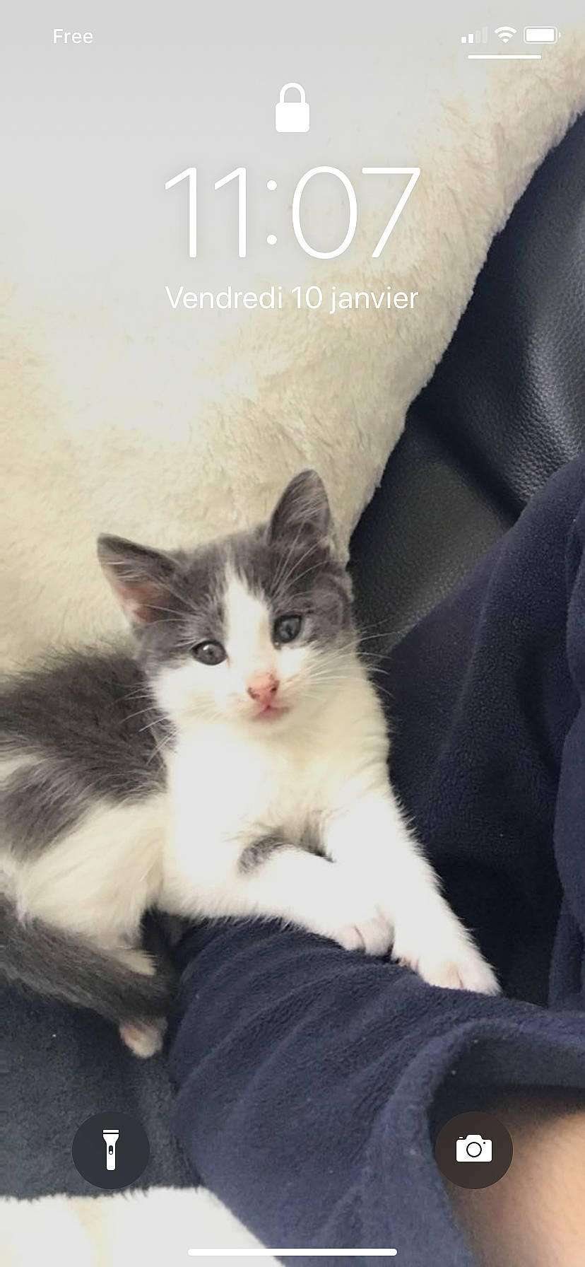 Chatoune a rejoint le concours — aidez-le/la à gagner de superbes lots ! aegean_cat, american_wirehair, black_and_white, carnivore, cat, domestic_short_haired_cat, european_shorthair, felidae, kitten, mammal, norwegian_forest_cat, photo_caption, polydactyl_cat, ragdoll, small_to_medium_sized_cats, turkish_angora, vertebrate, whiskers