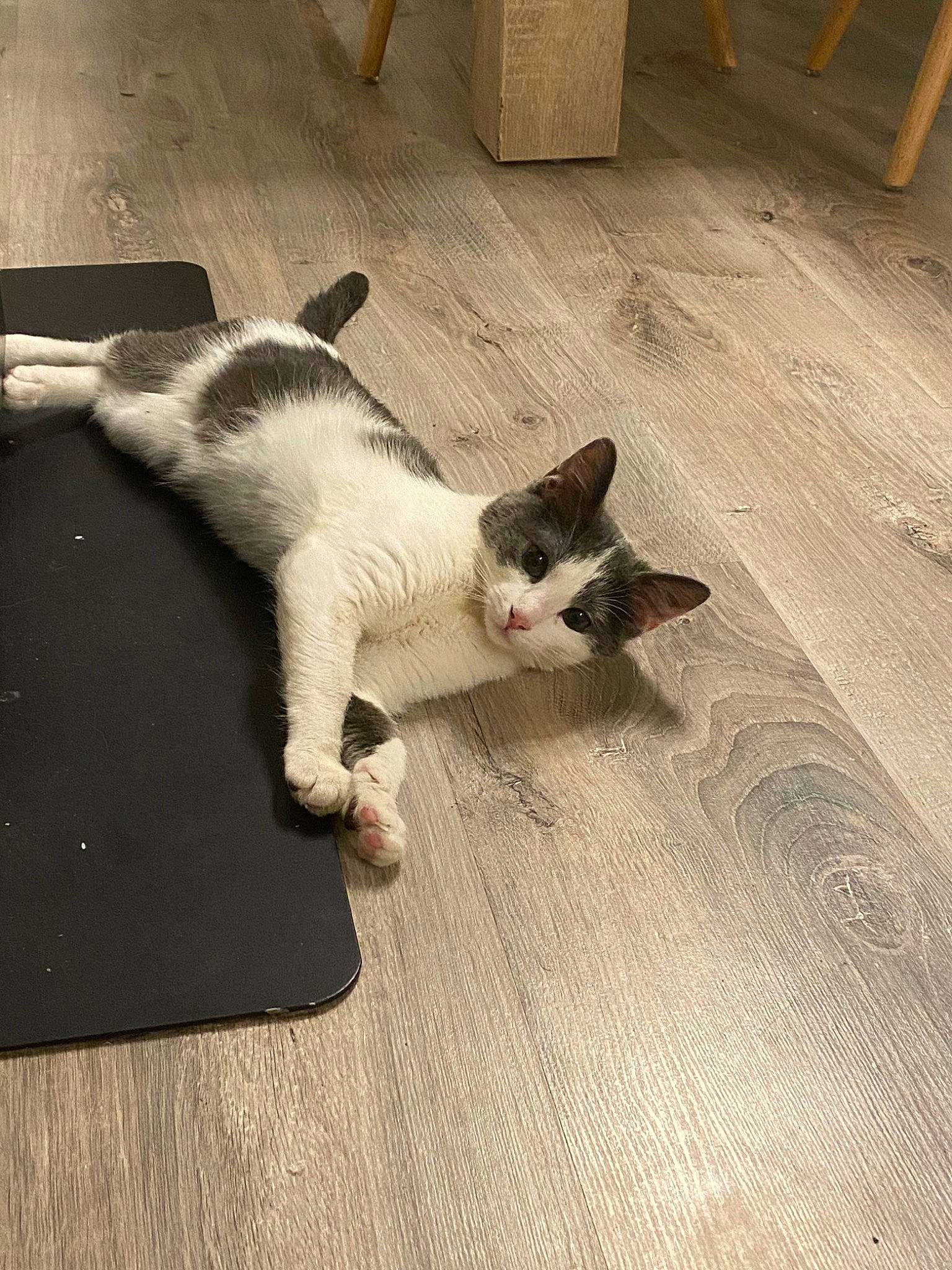 Chatoune participe au concours pour gagner de l'argent avec cette photo : aegean_cat, carnivore, cat, domestic_short_haired_cat, european_shorthair, fawn, felidae, floor, flooring, hardwood, kitten, laminate_flooring, leg, paw, polydactyl_cat, small_to_medium_sized_cats, tail, whiskers, wood, wood_flooring