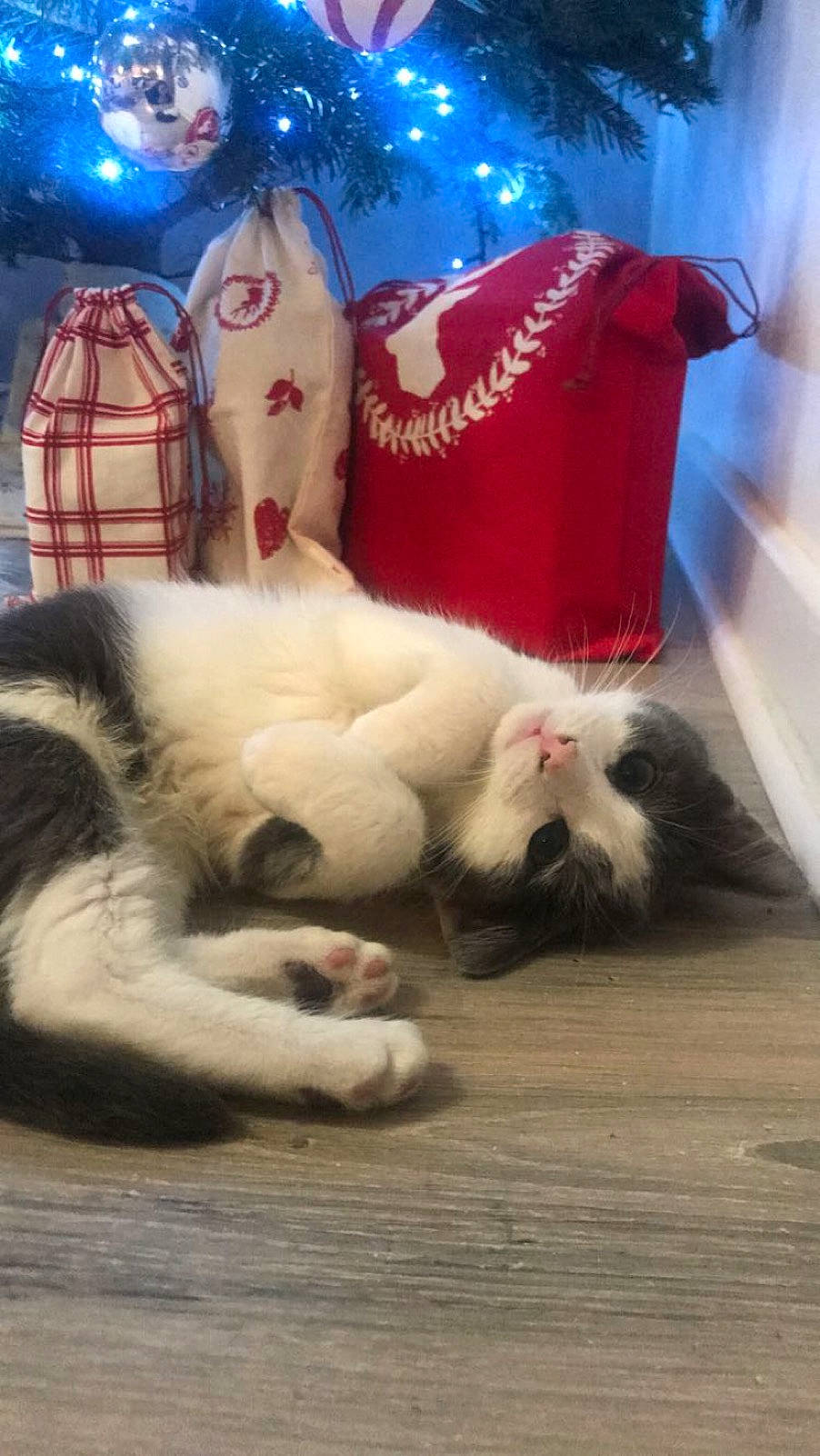 Chatoune participe au concours pour gagner de l'argent avec cette photo : canidae, carnivore, cat, dog_breed, felidae, kitten, mammal, old_english_sheepdog, paw, persian, small_to_medium_sized_cats, tail, whiskers