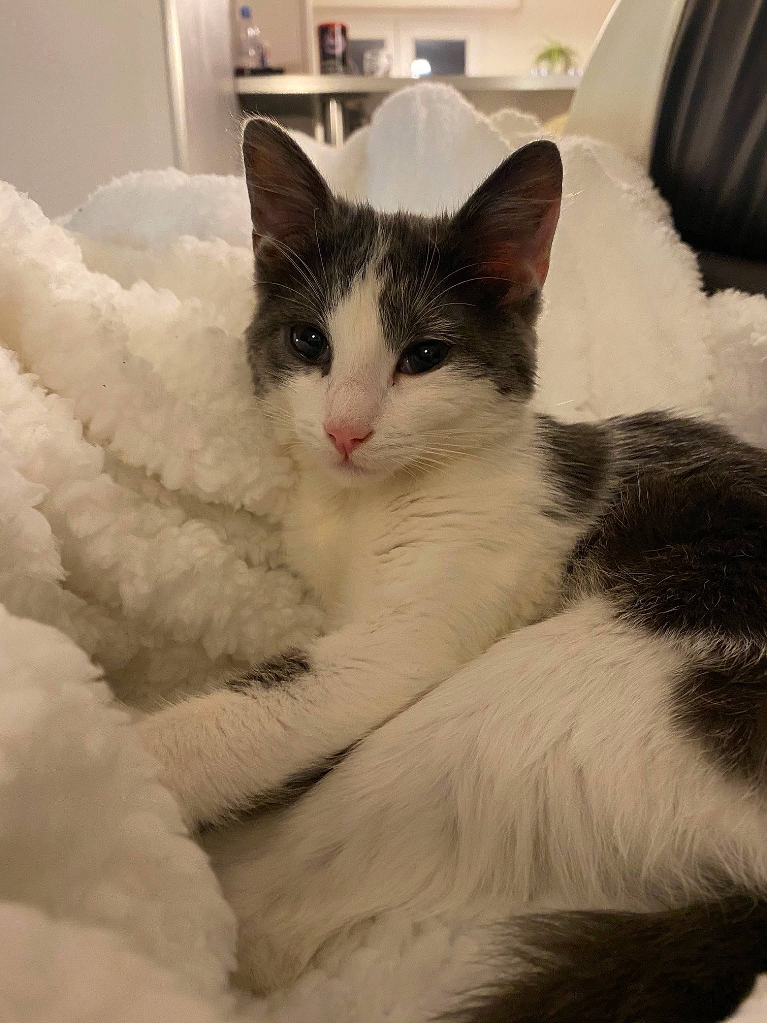 Chatoune participe au concours pour gagner de l'argent avec cette photo : aegean_cat, black_and_white, carnivore, cat, domestic_long_haired_cat, domestic_short_haired_cat, felidae, fur, japanese_bobtail, kitten, mammal, norwegian_forest_cat, polydactyl_cat, small_to_medium_sized_cats, turkish_van, whiskers