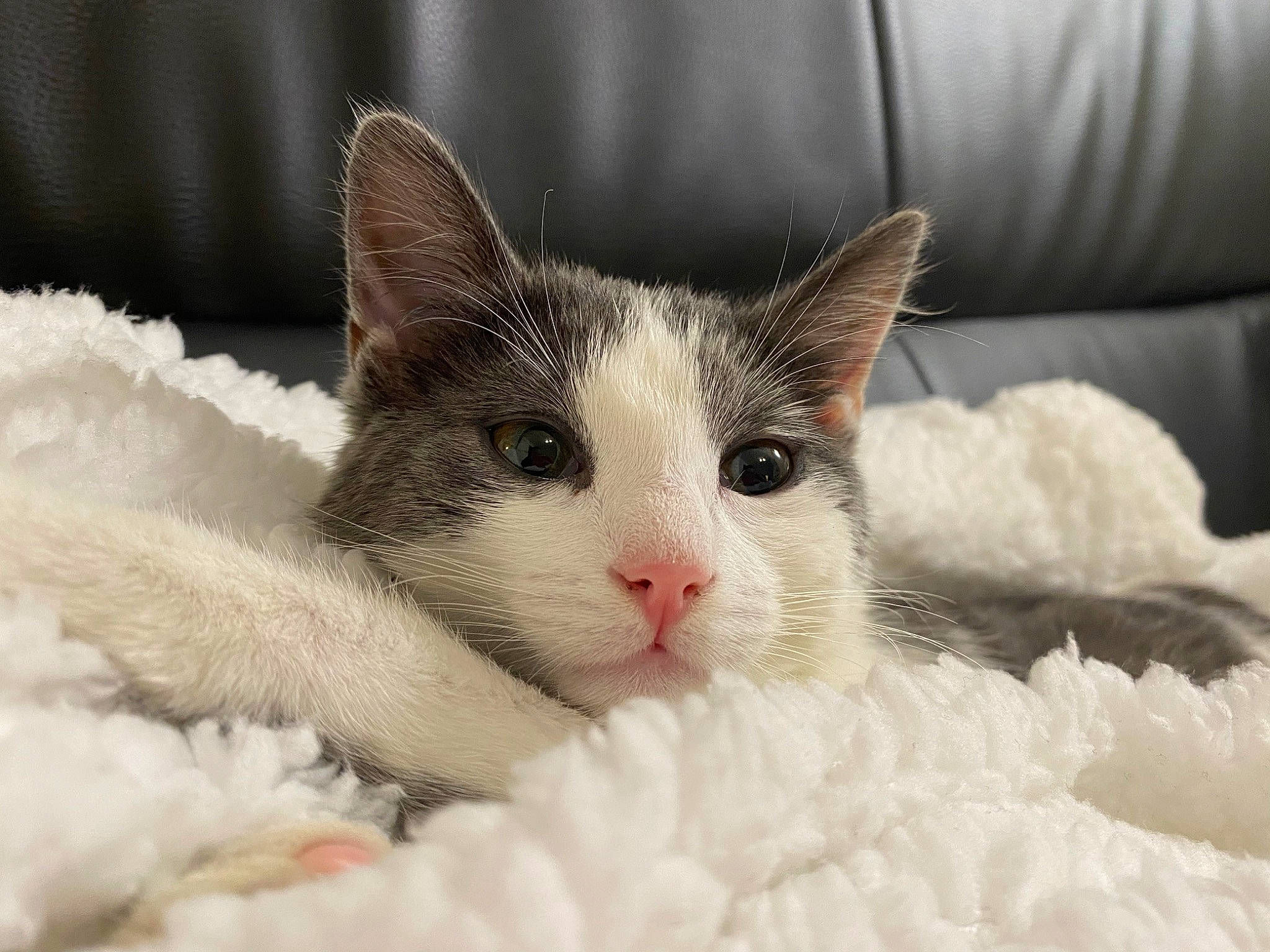 Chatoune a rejoint le concours — aidez-le/la à gagner de superbes lots ! aegean_cat, carnivore, cat, domestic_short_haired_cat, ear, eye, felidae, fur, kitten, mammal, nose, ragdoll, selkirk_rex, small_to_medium_sized_cats, snout, turkish_angora, turkish_van, whiskers