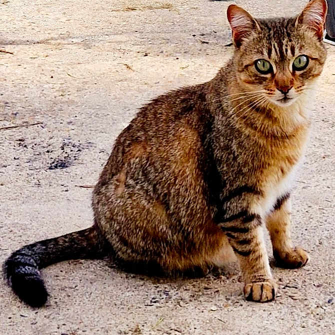 Minette