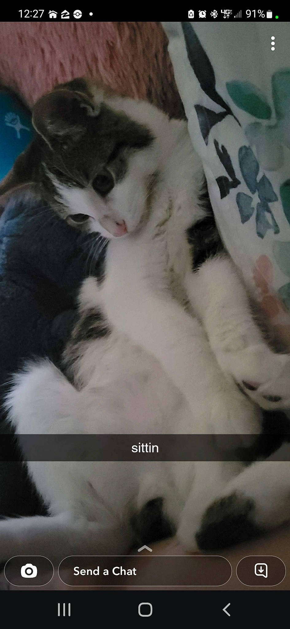 Dempsey joined the competition — help win amazing prizes! carnivore, cat, claw, comfort, domestic_short_haired_cat, eye, felidae, fur, nap, paw, sleep, small_to_medium_sized_cats, tail, terrestrial_animal, whiskers