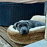 Basile participe au concours pour gagner de l'argent avec cette photo : puppy, dog, pet_bed, gray_dog, outdoor, wooden_deck, furniture, cushion, resting, looking_at_camera, cozy, cute, animal, domestic_animal, young_dog, relaxed, fluffy_bed, home, companion, canine