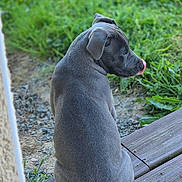Basile participe au concours pour gagner de l'argent avec cette photo : dog, gray_dog, outdoor, grass, wooden_deck, tongue_out, pet, animal, back_view, sitting, nature, greenery, playful, canine, fur, daylight, relaxed, side_profile, tail, ears