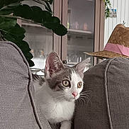 April a rejoint le concours — aidez-le/la à gagner de superbes lots ! cabinet, cat, couch, cozy, curious, cute, domestic, ears, furniture, gray, hat, houseplant, indoors, kitten, living_room, paw, pet, plant, straw_hat, whiskers